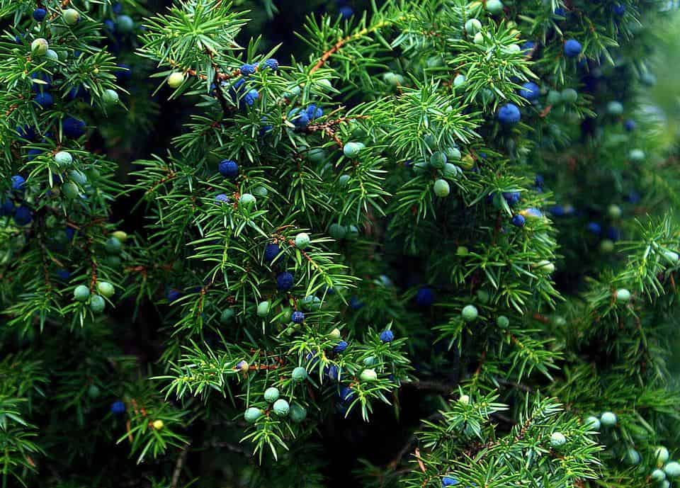 juniper - natural antibiotics