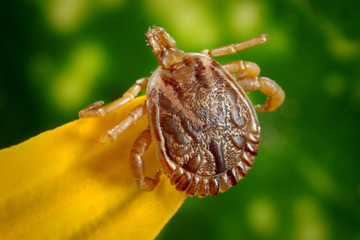 Can Lyme Disease Kill You