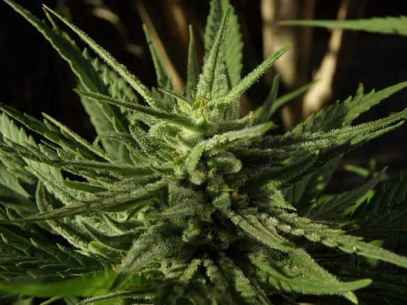 How to grow cannabis flowers