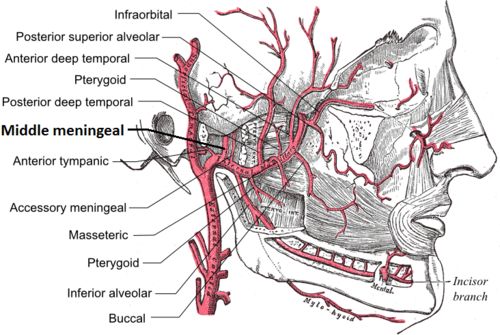Middle Meningeal Artery