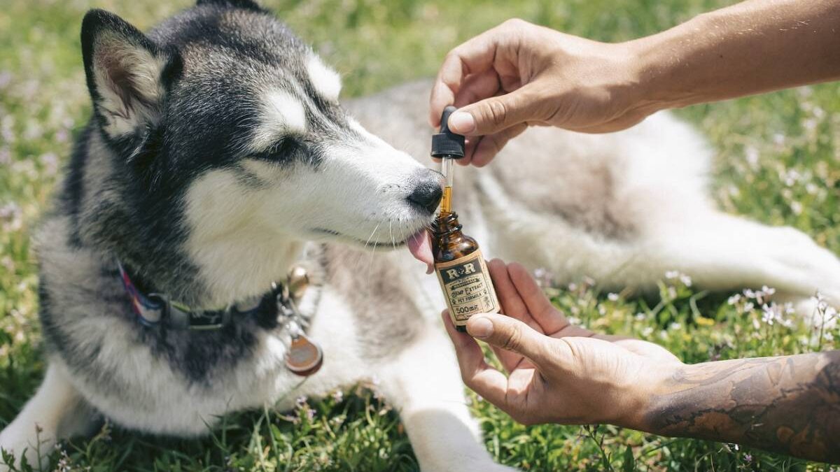 CBD Benefits In Life Care For Your Beloved Pet