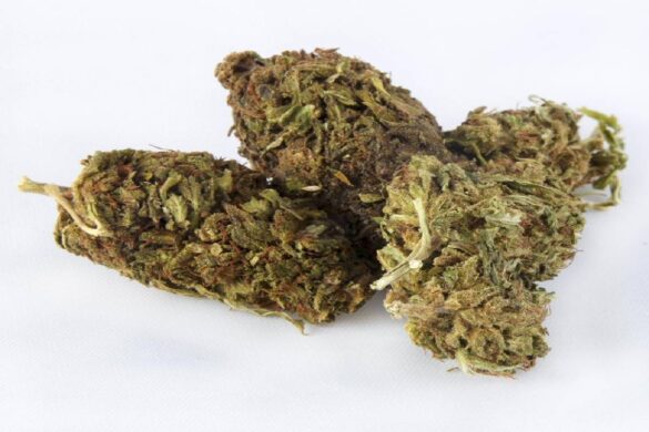 Health Benefits of Special Sauce CBD