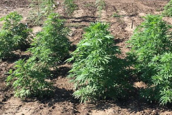 FDA Backs Off CBD Enforcement Proposal