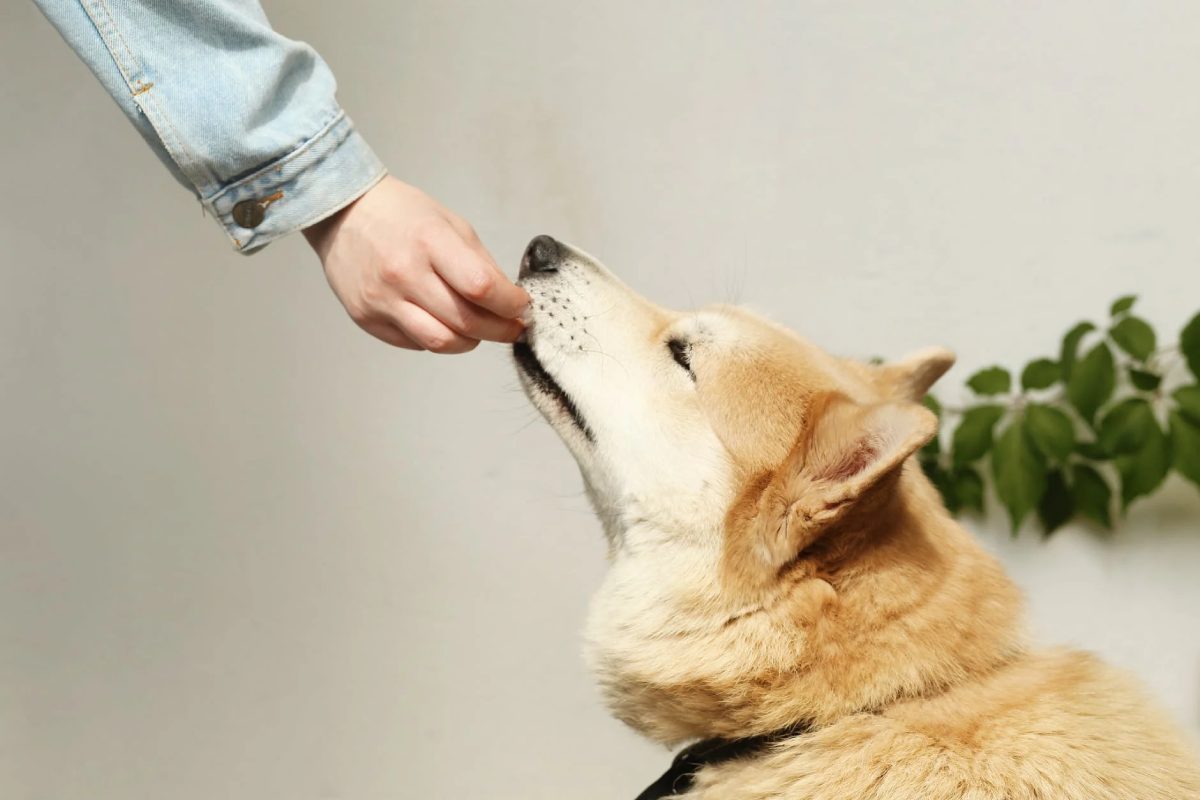 Feeding And Weight Management - American Akita
