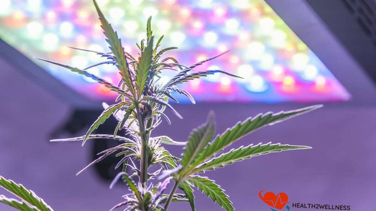 Marijuana Planting Guide: Why Is Led Light Distance from Plants Important