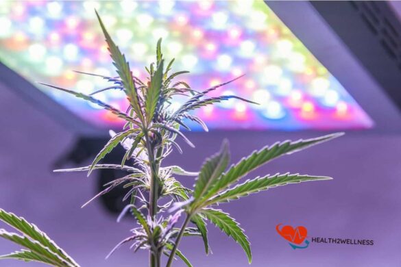 marijuana planting guide why is led light distance from plants important