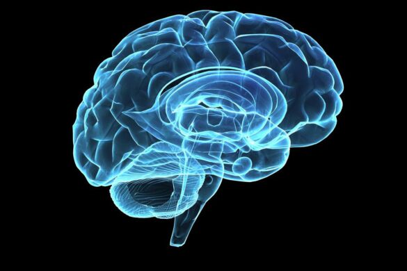 10 most common brain diseases