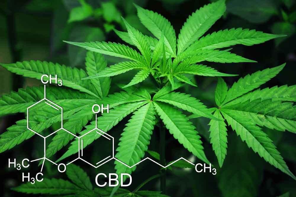 medical-grade marijuana