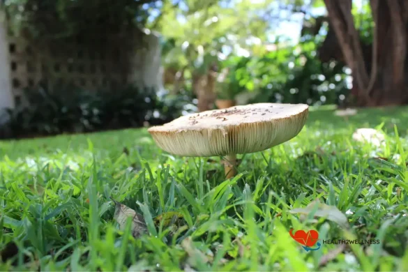 myths and legends of mushroom lore