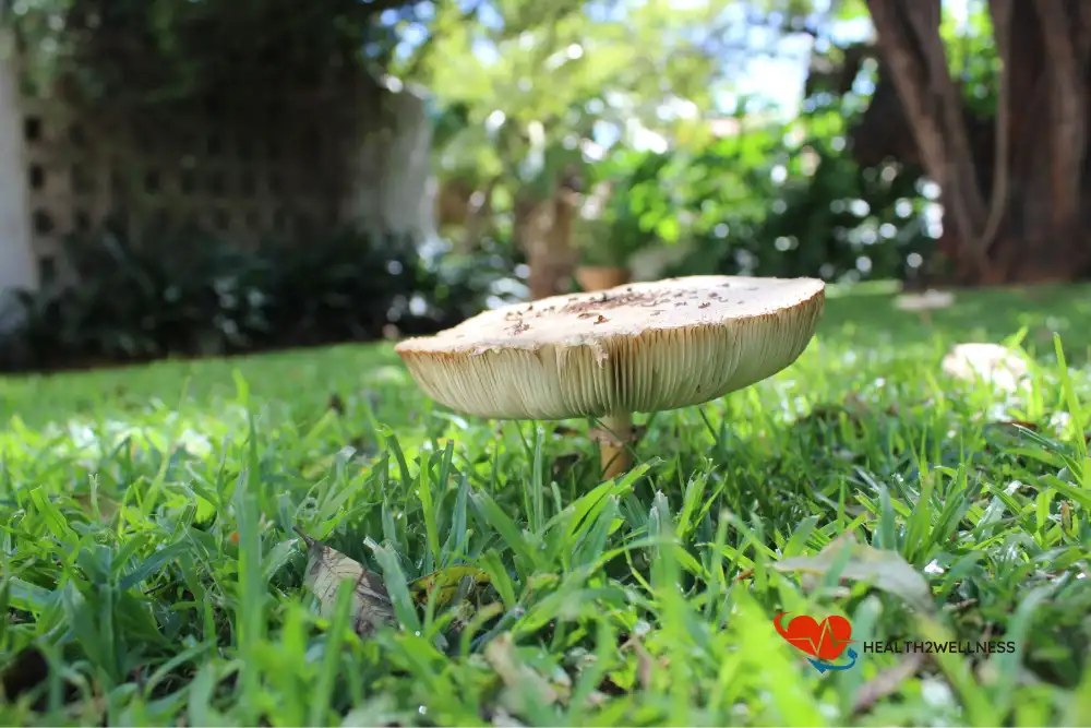 Myths and Legends of Mushroom Lore